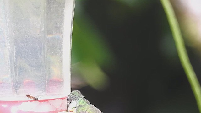 Ruby-topaz Hummingbird - ML635976059