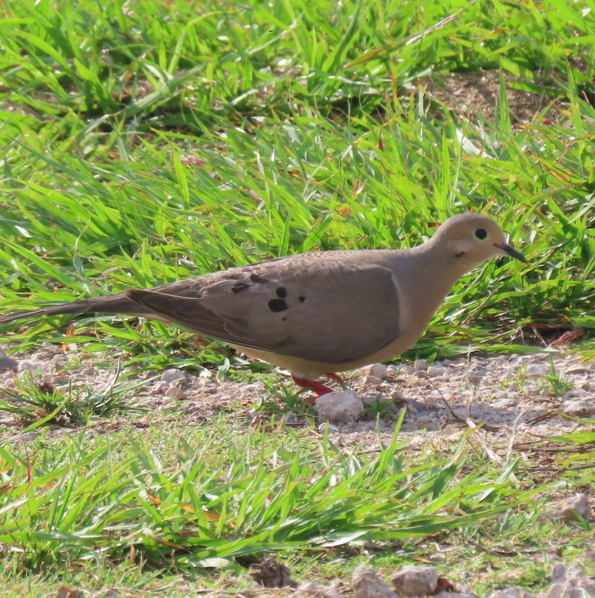 Mourning Dove - ML635976106