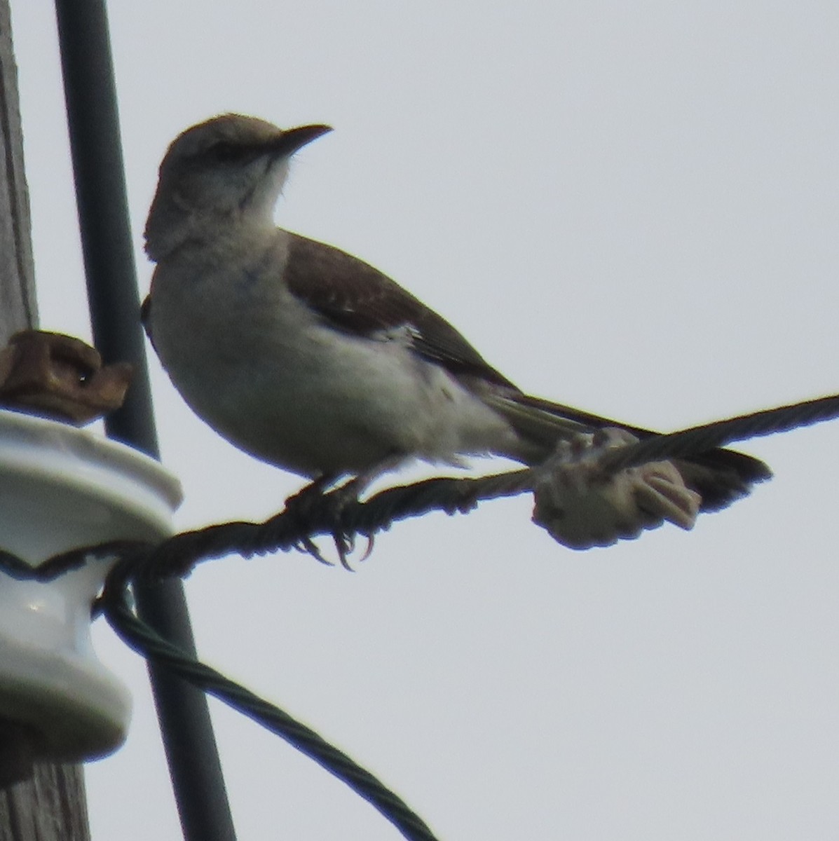 Northern Mockingbird - ML635976118