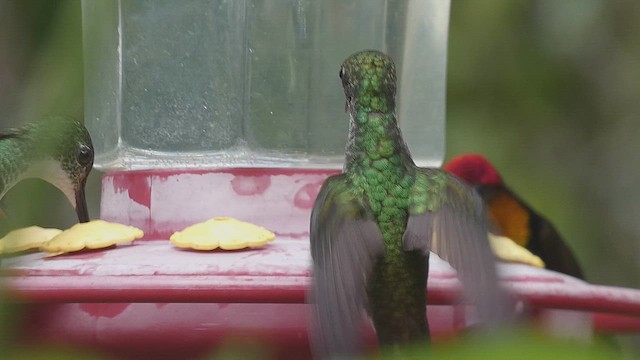 Ruby-topaz Hummingbird - ML635976126