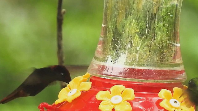 Ruby-topaz Hummingbird - ML635976131