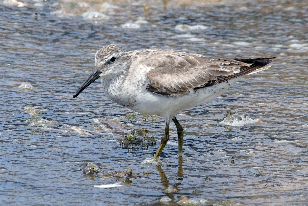 紅腹濱鷸 - ML635976186