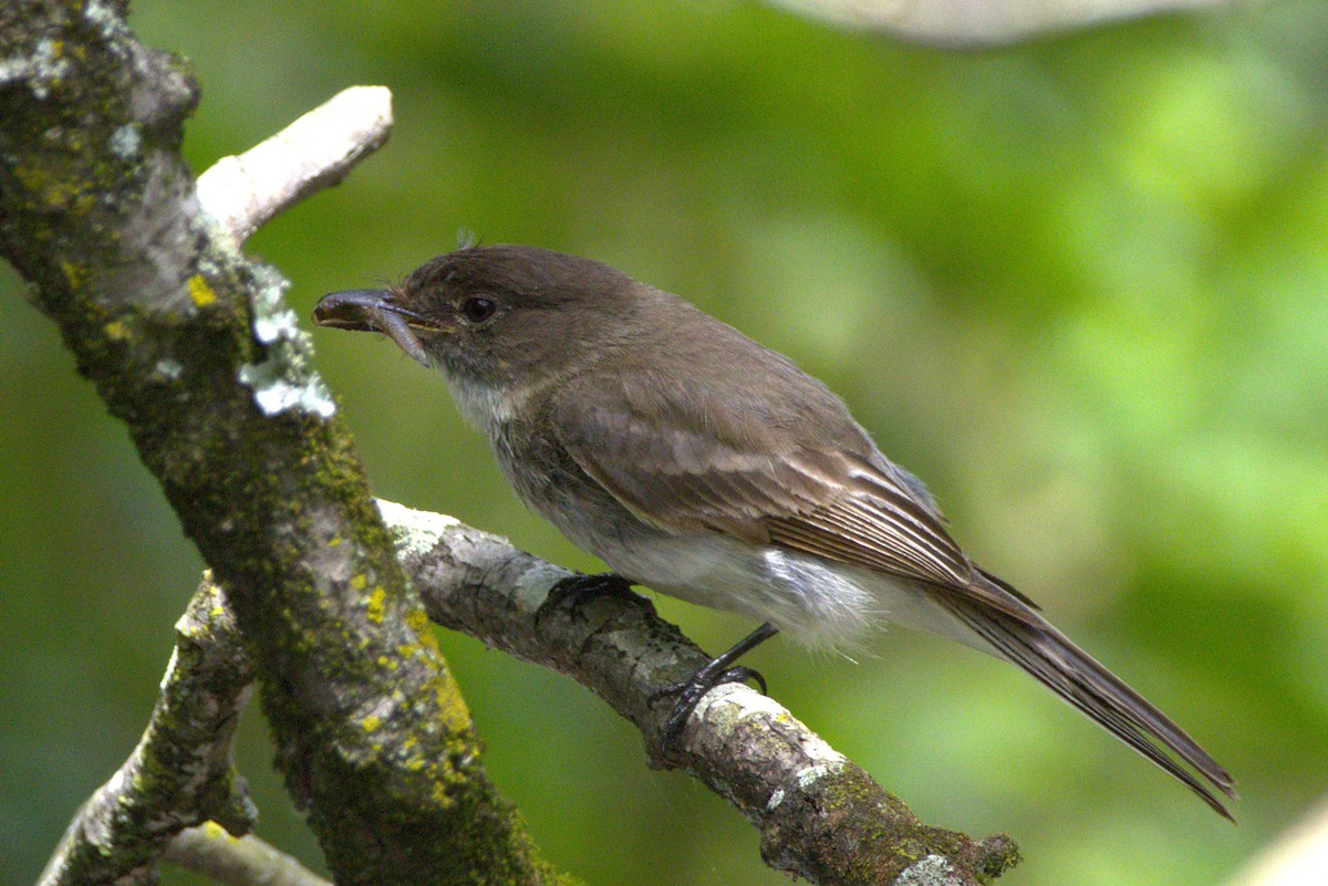 Eastern Phoebe - ML635976196