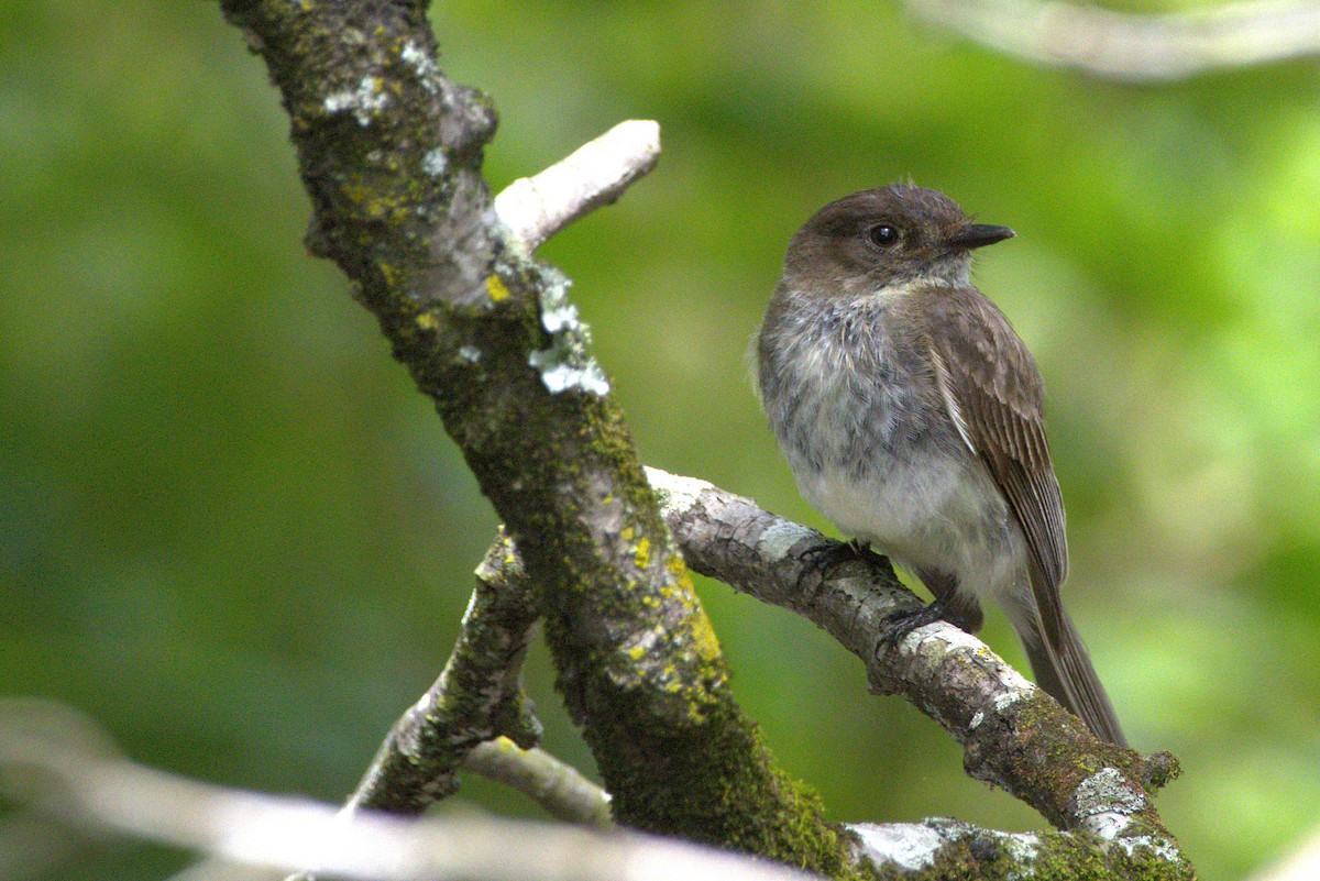 Eastern Phoebe - ML635976197