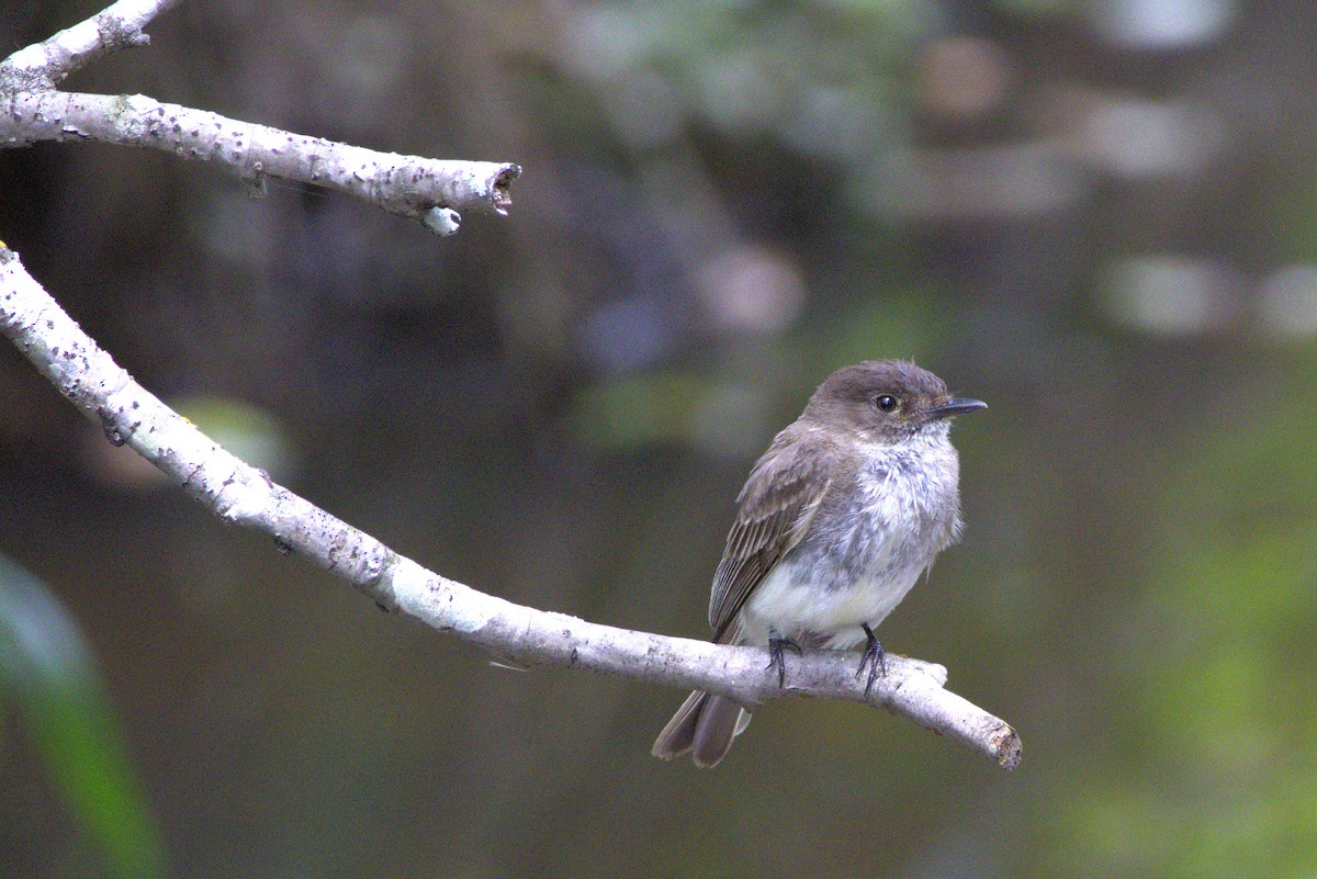 Eastern Phoebe - ML635976199