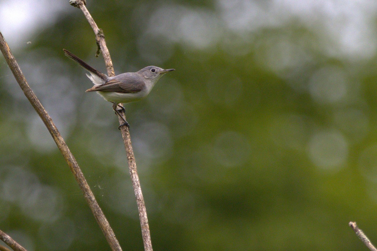 Blue-gray Gnatcatcher - ML635976221