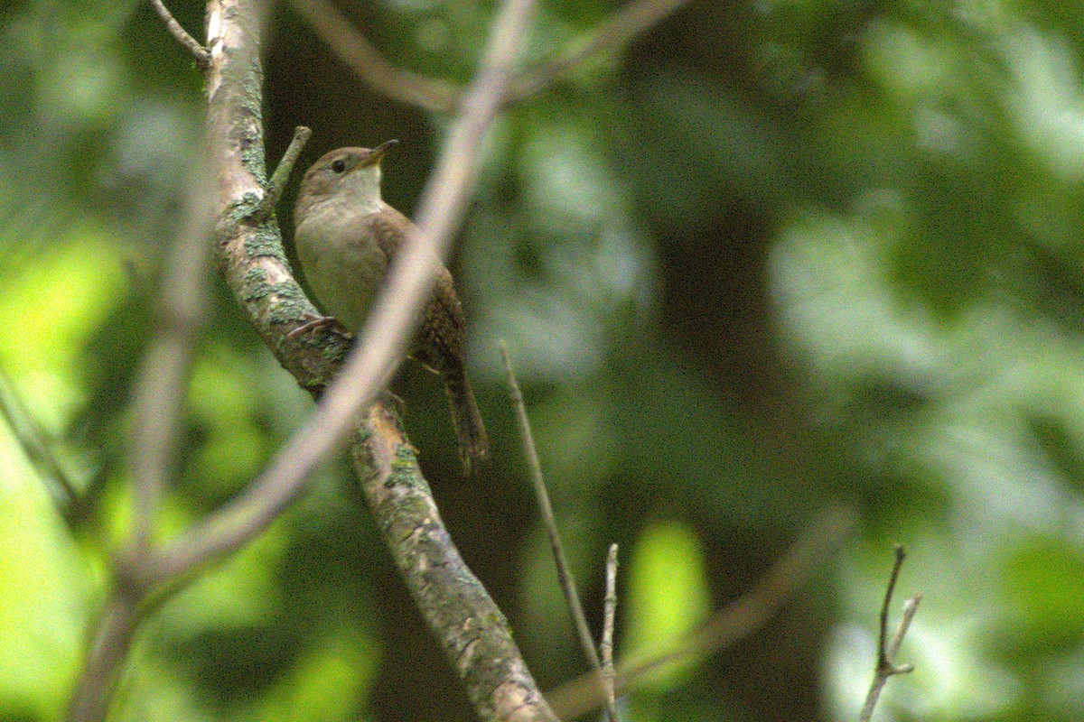 Northern House Wren - ML635976228