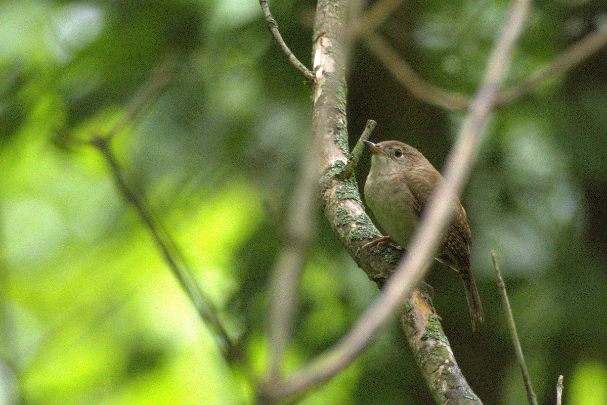 Northern House Wren - ML635976229