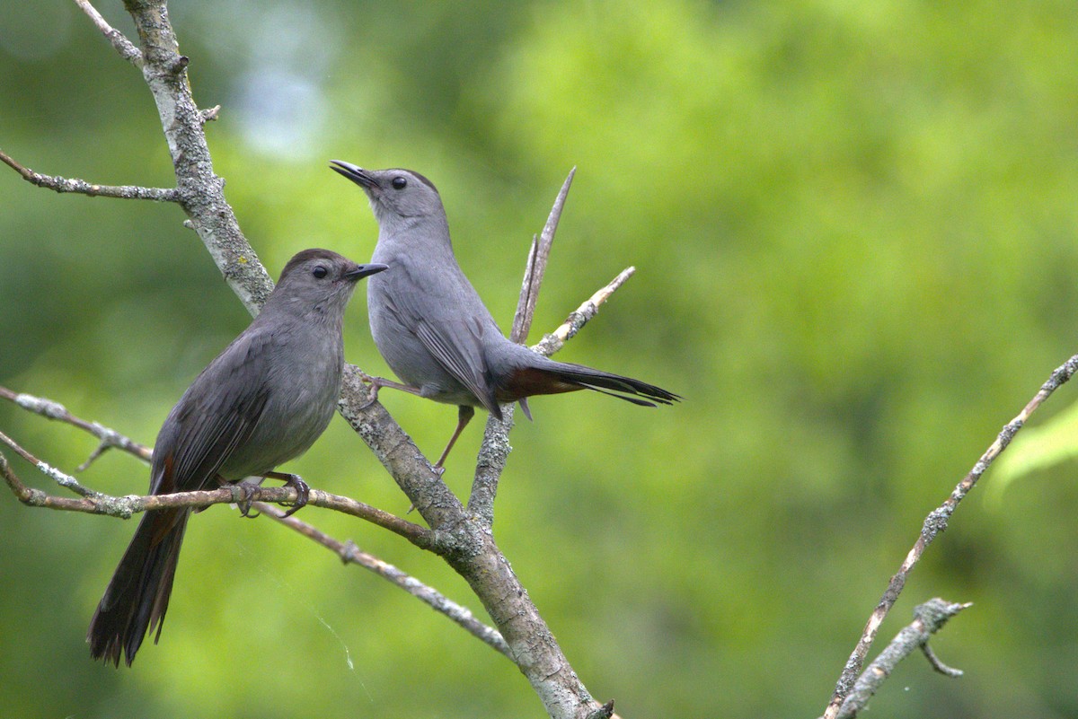 Gray Catbird - ML635976239