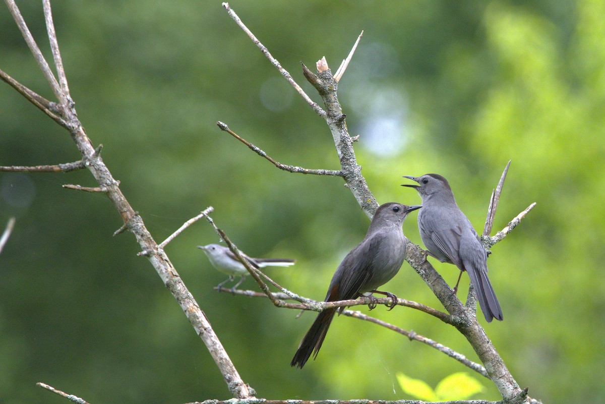 Gray Catbird - ML635976240