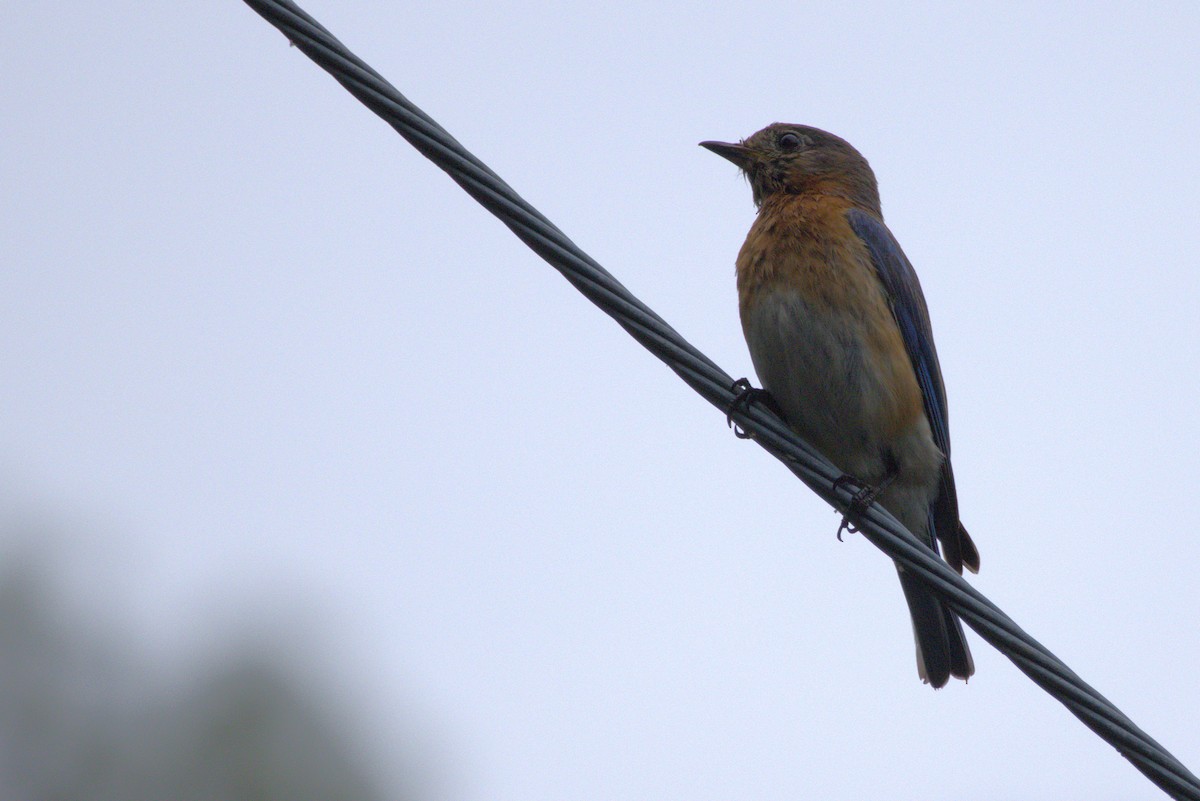 Eastern Bluebird - ML635976247