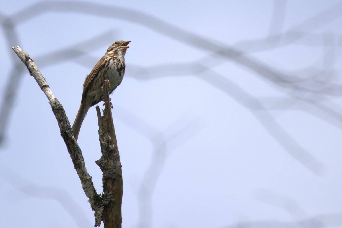 Song Sparrow - ML635976265
