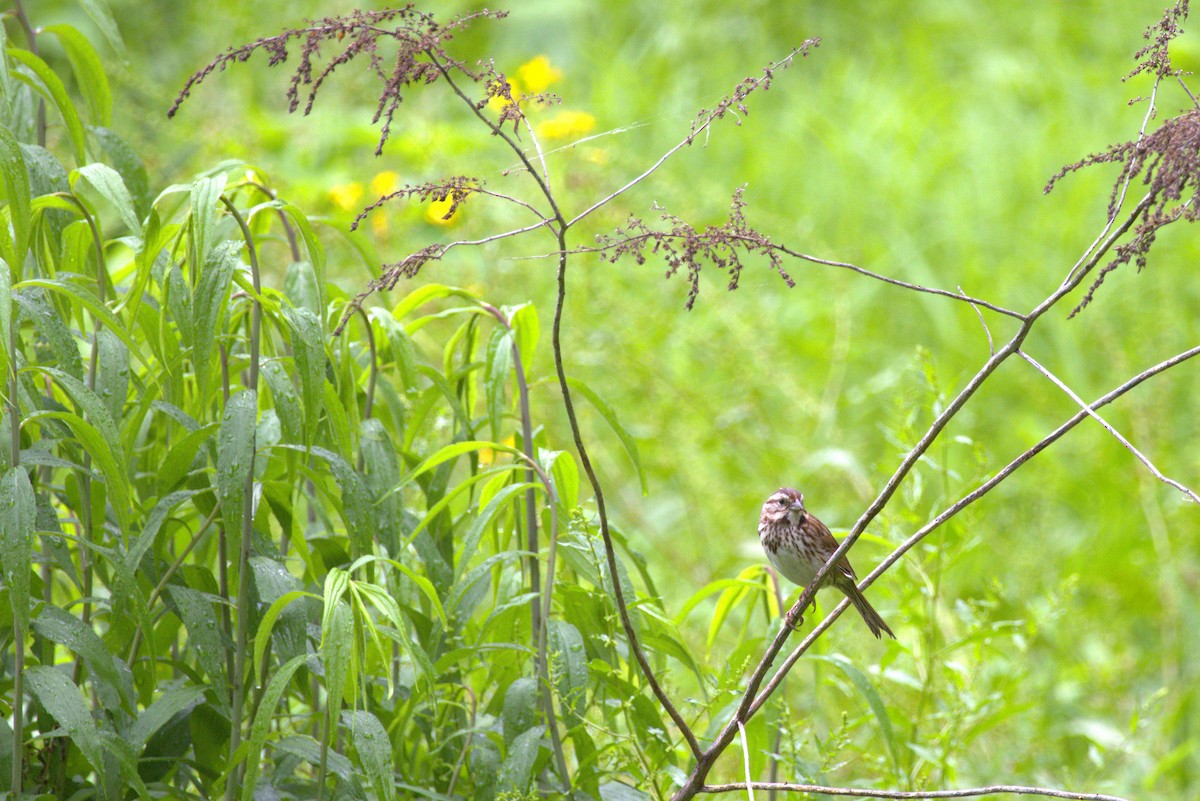 Song Sparrow - ML635976271