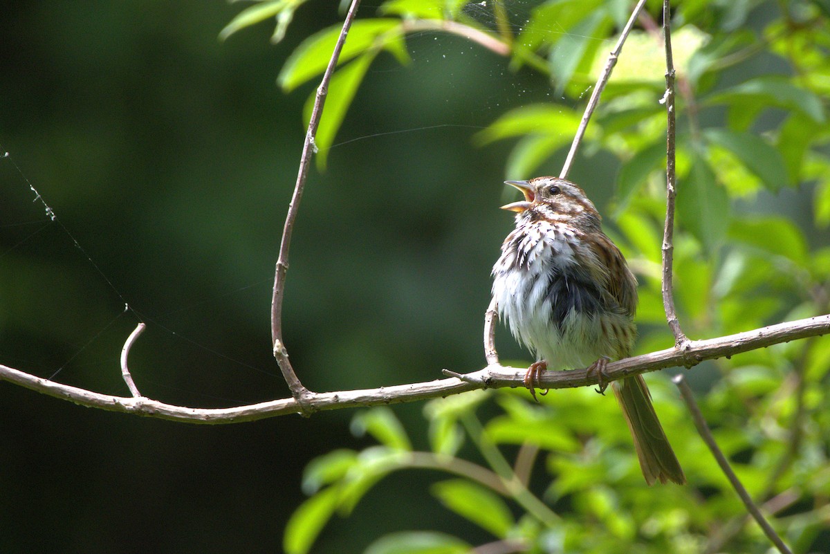 Song Sparrow - ML635976275