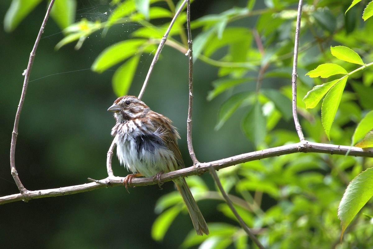 Song Sparrow - ML635976277