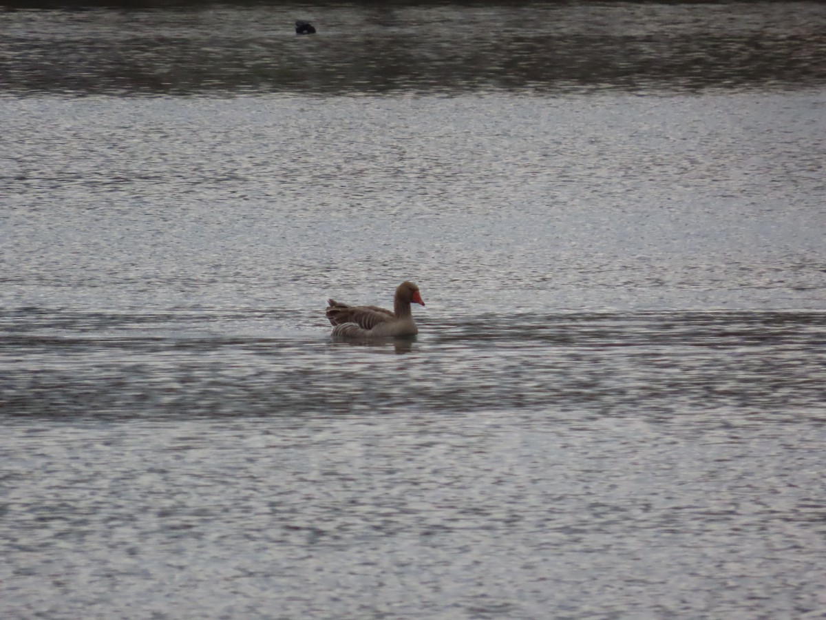 Graylag Goose (Domestic type) - ML635976284