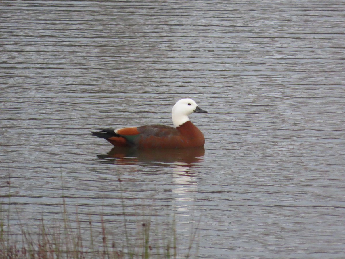 Paradise Shelduck - ML635976296