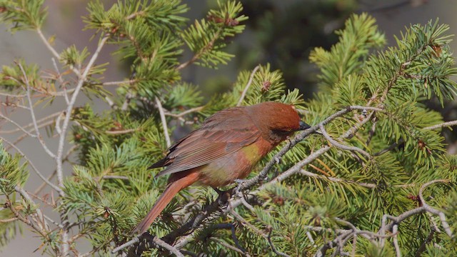 Hepatic Tanager - ML635976297