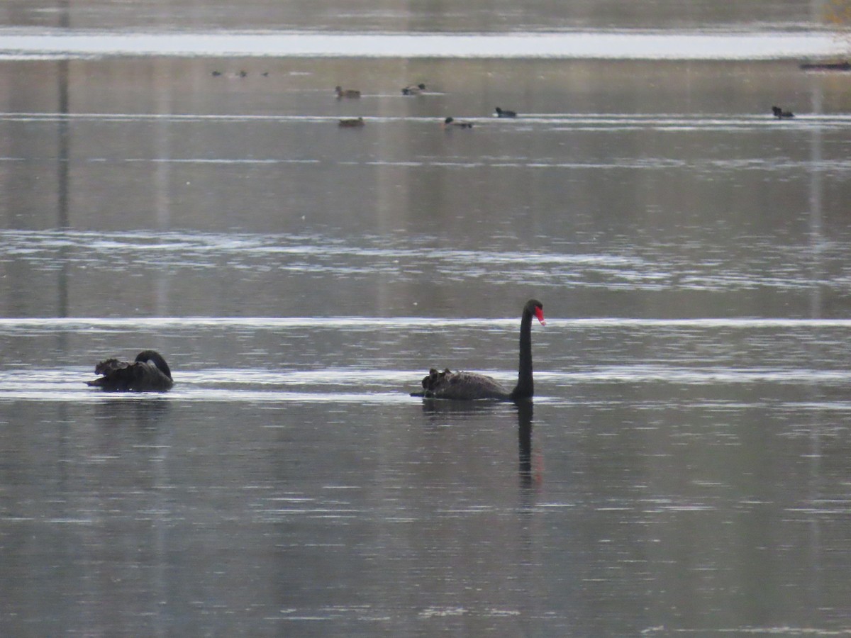 Black Swan - ML635976310
