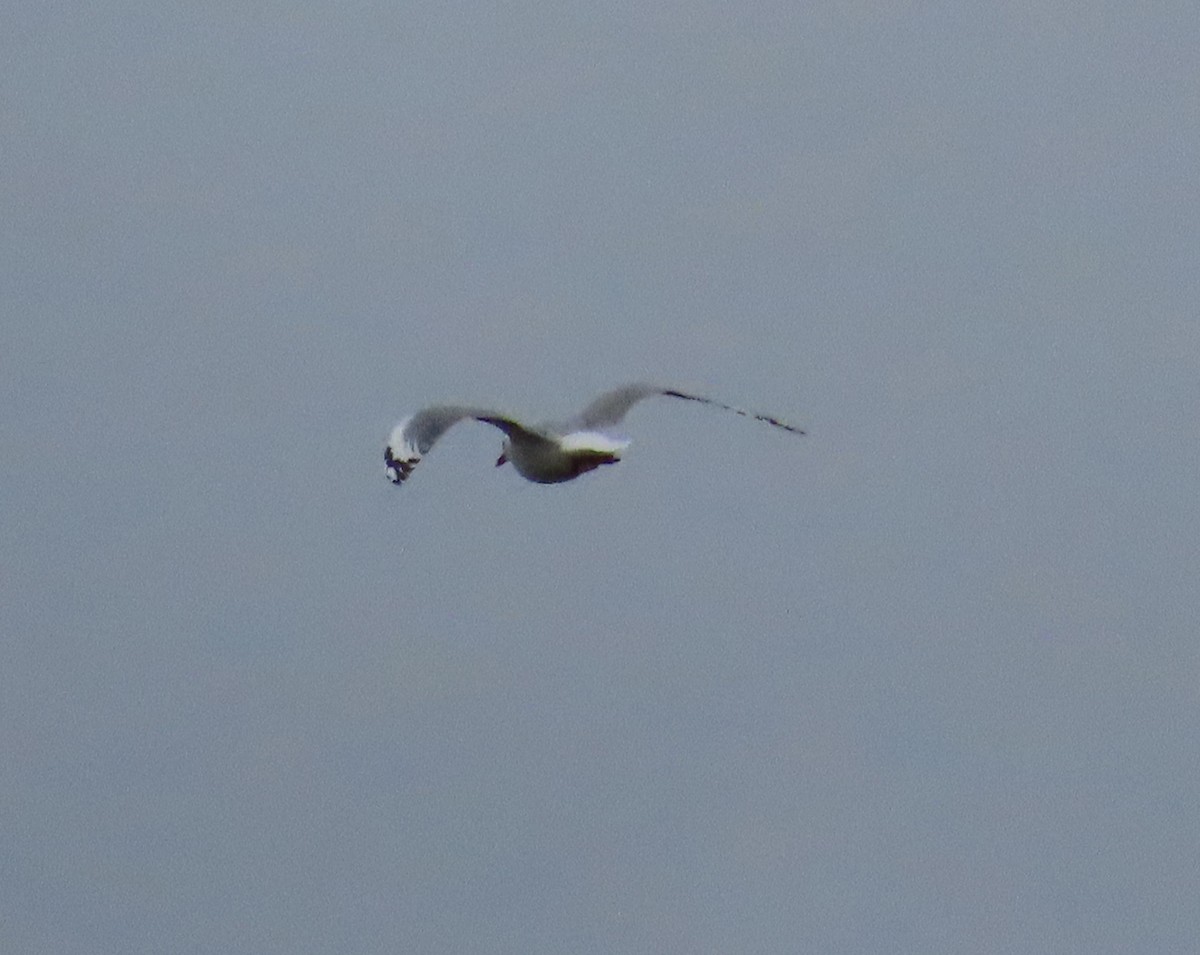 Silver Gull - ML635976337