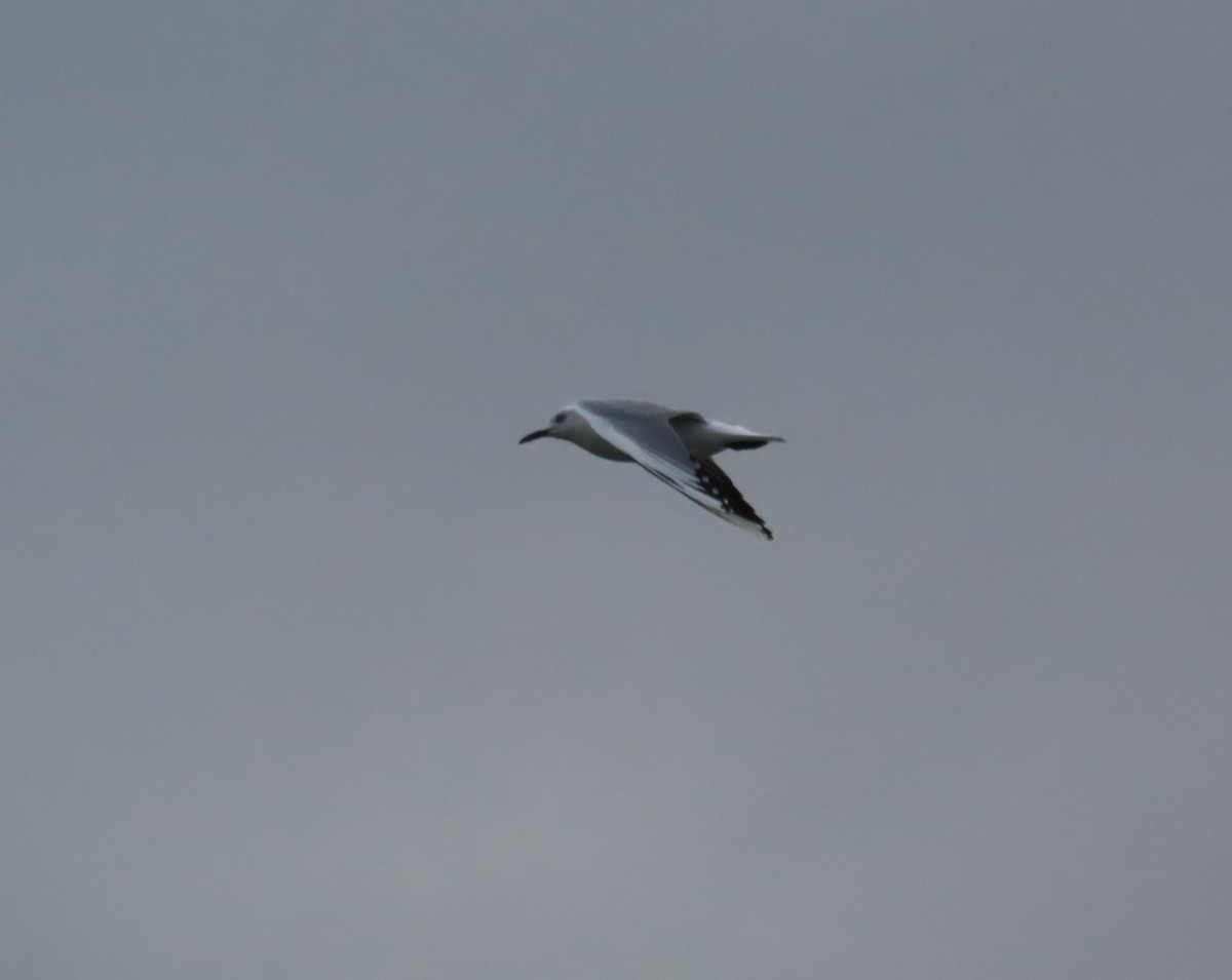 Black-billed Gull - ML635976350
