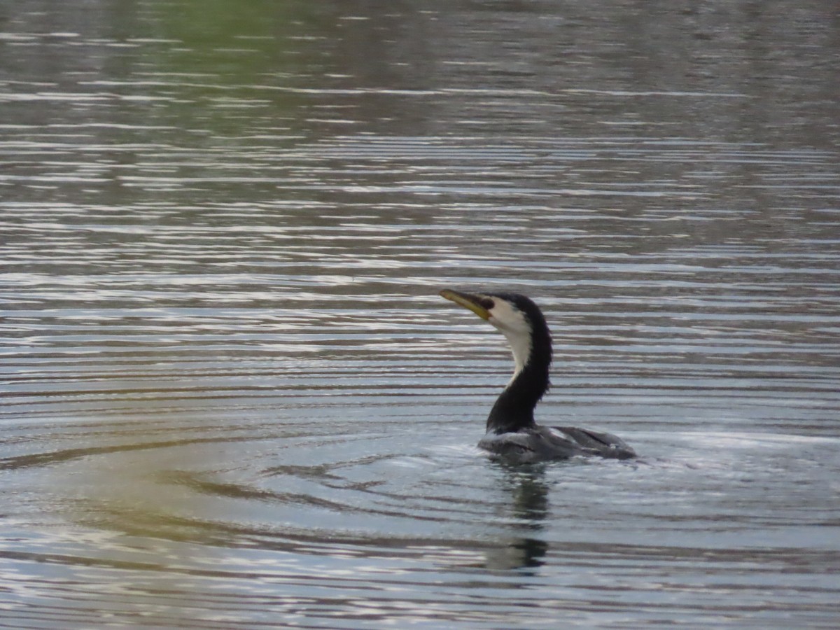 Little Pied Cormorant - ML635976360
