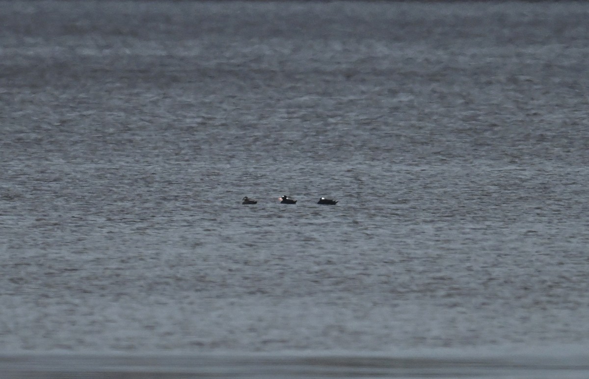 Surf Scoter - ML635976408