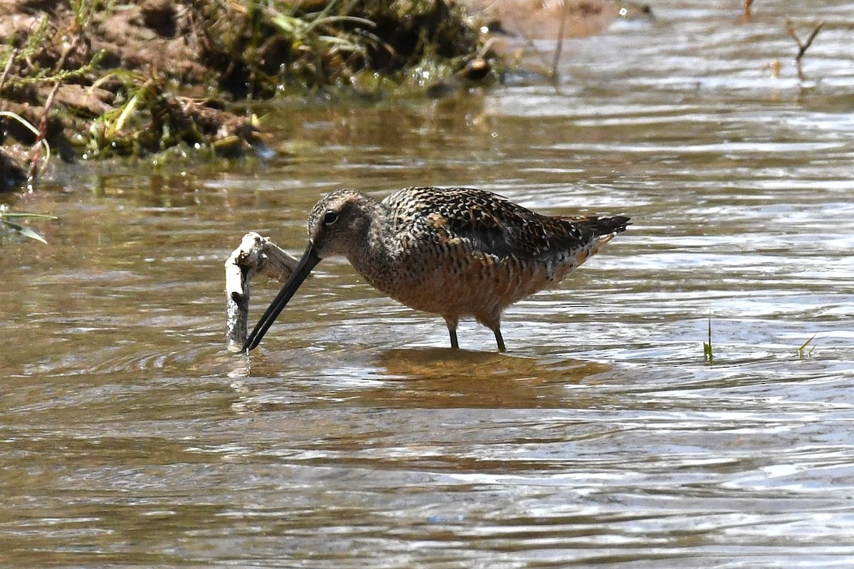 Long-billed Dowitcher - ML635976414
