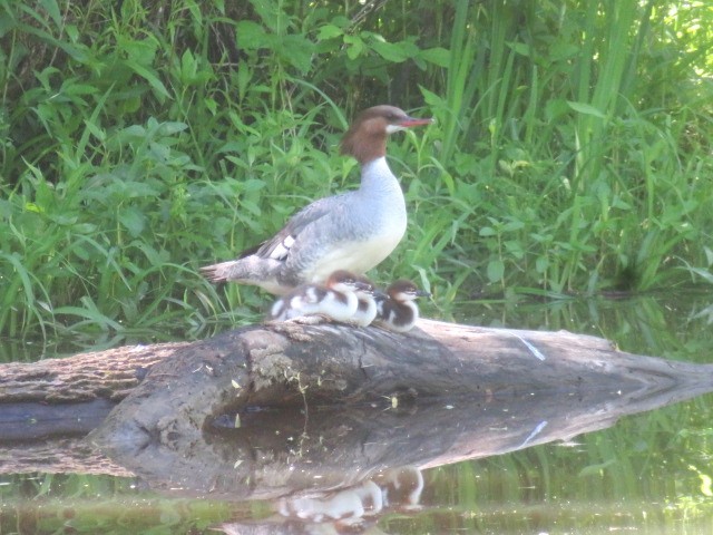 Common Merganser - ML635976435