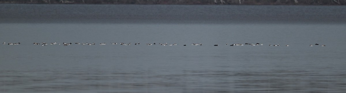 Surf Scoter - ML635976444