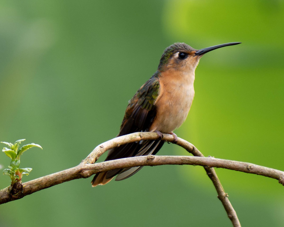 Rufous Sabrewing - ML635976475