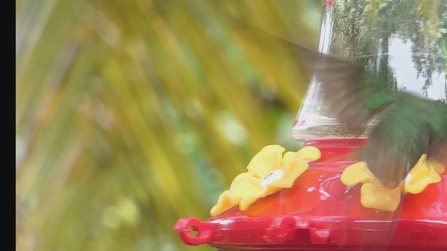 Ruby-topaz Hummingbird - ML635976487