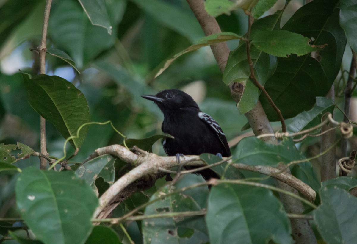 Rio-Branco-Ameisenfänger - ML635976549
