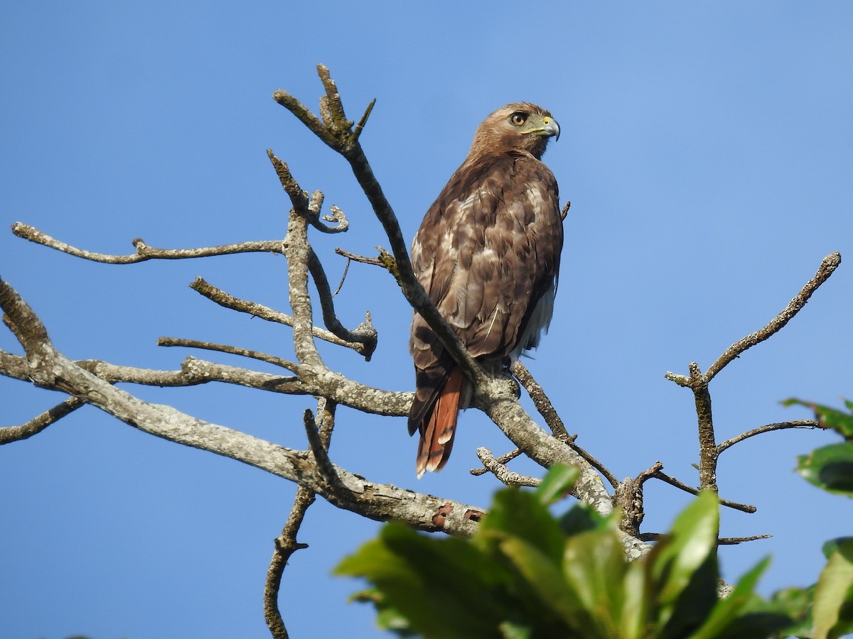 Red-tailed Hawk (jamaicensis) - ML635976585