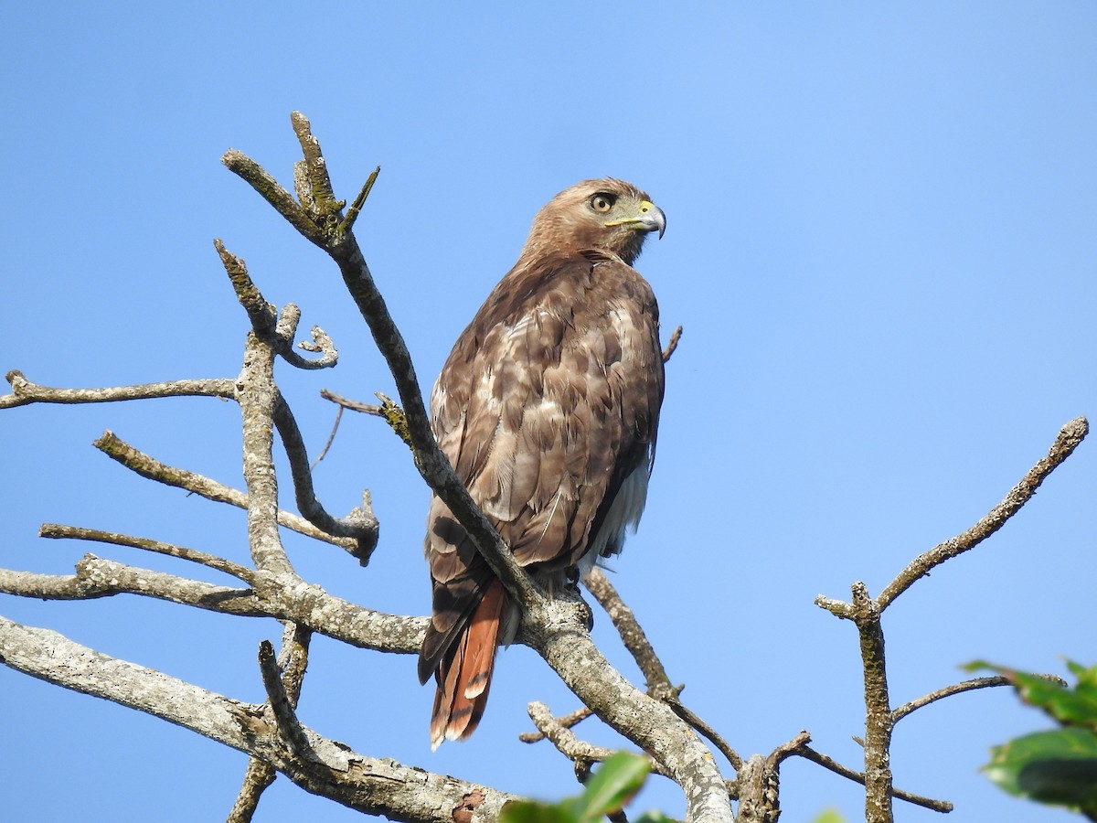 Red-tailed Hawk (jamaicensis) - ML635976588