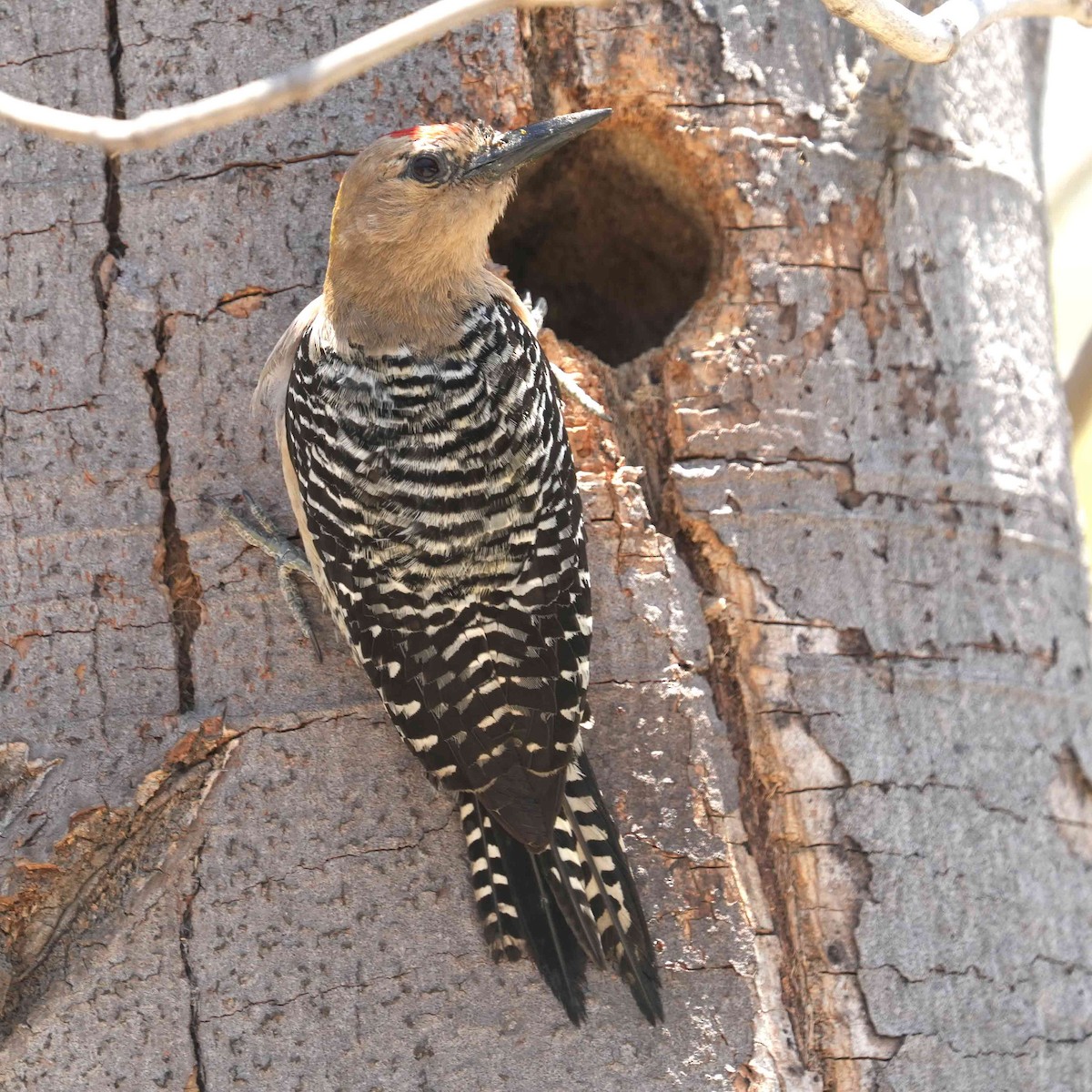 Gila Woodpecker - ML635976652