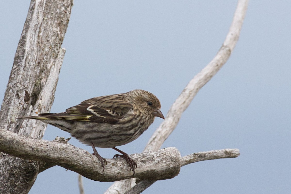 Pine Siskin - ML635976661