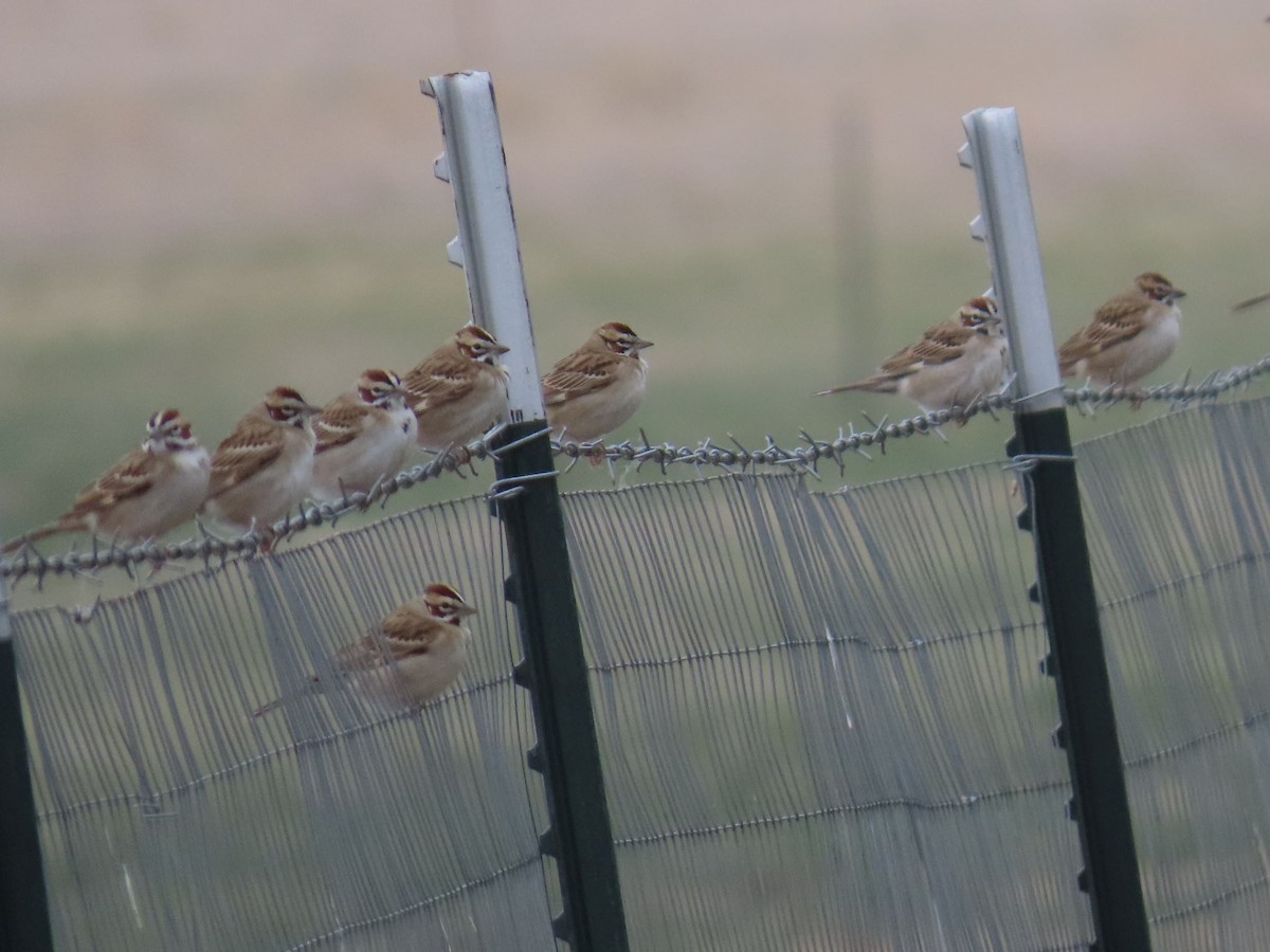 Lark Sparrow - ML635976703