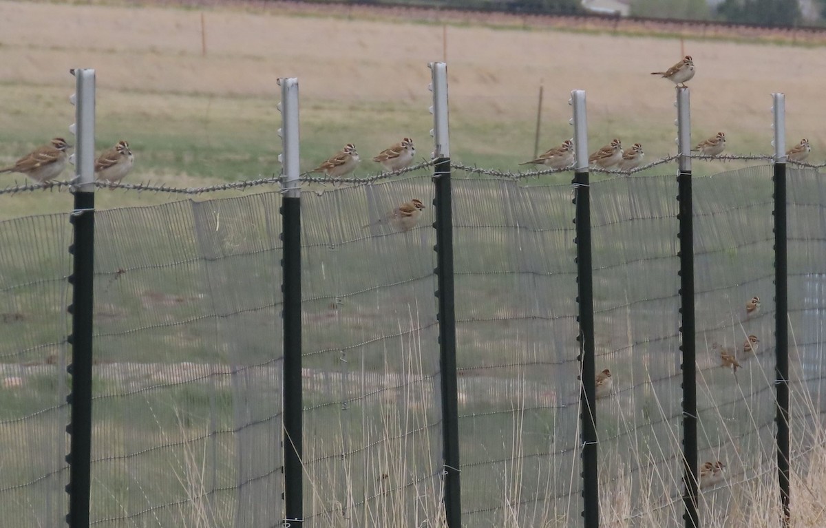 Lark Sparrow - ML635976704