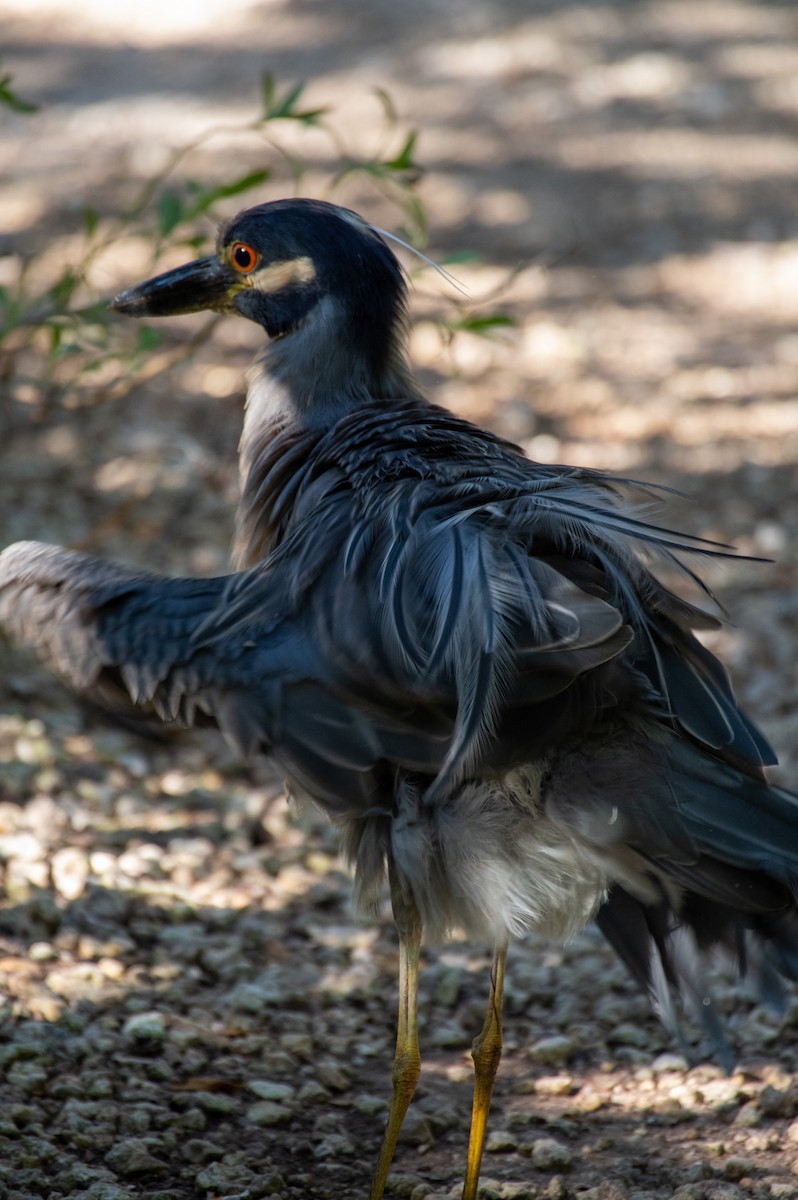Yellow-crowned Night Heron - ML635976743