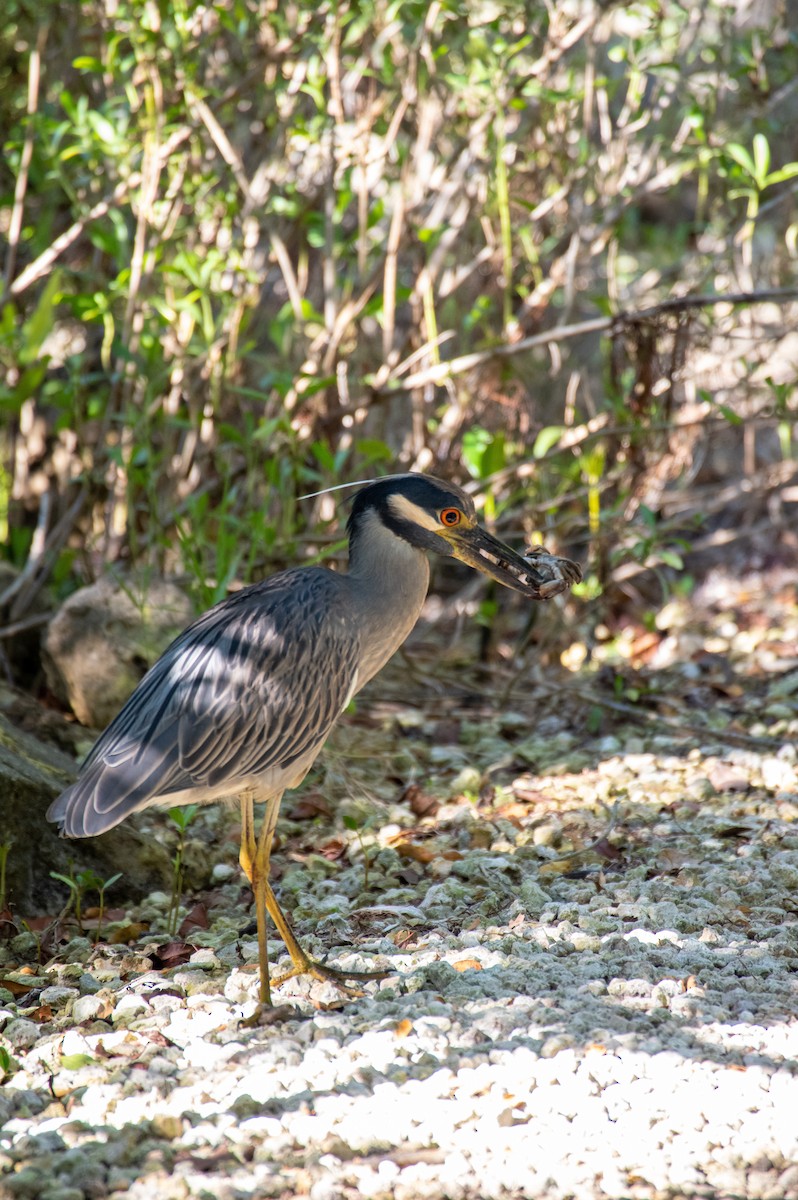 Yellow-crowned Night Heron - ML635976745