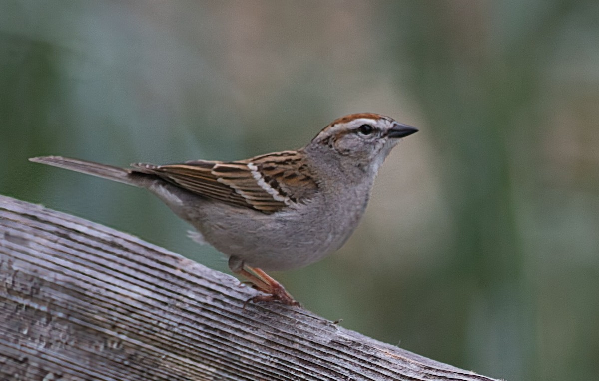 Chipping Sparrow - ML635976793