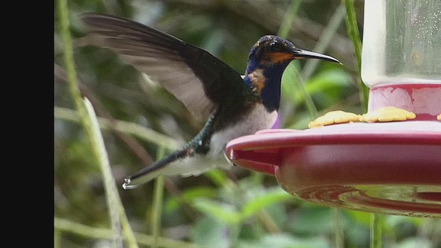 Colibrí Nuquiblanco - ML635976857