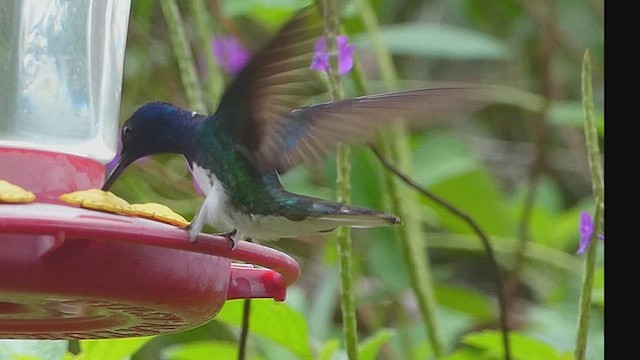 Colibrí Nuquiblanco - ML635976871
