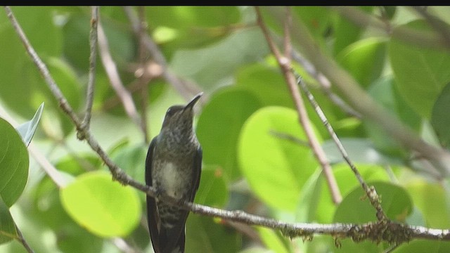 Colibrí Nuquiblanco - ML635976878