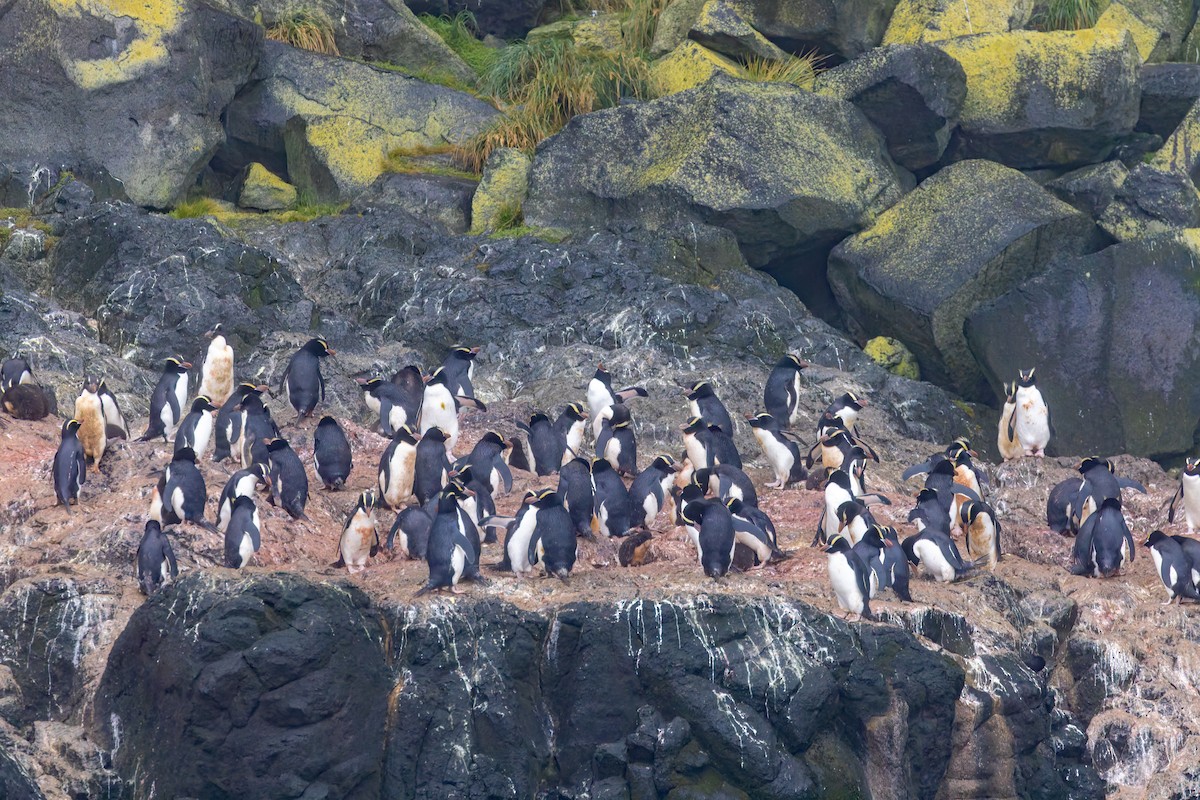 Erect-crested Penguin - ML635976886