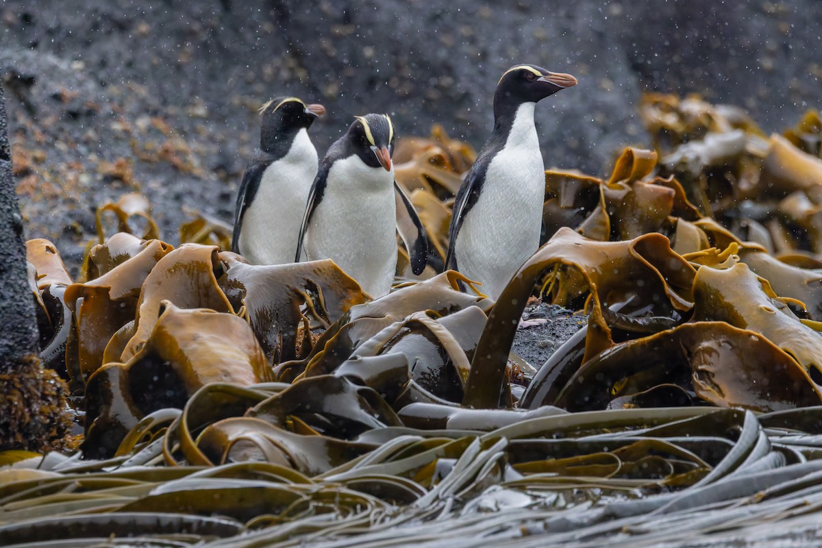 Erect-crested Penguin - ML635976892