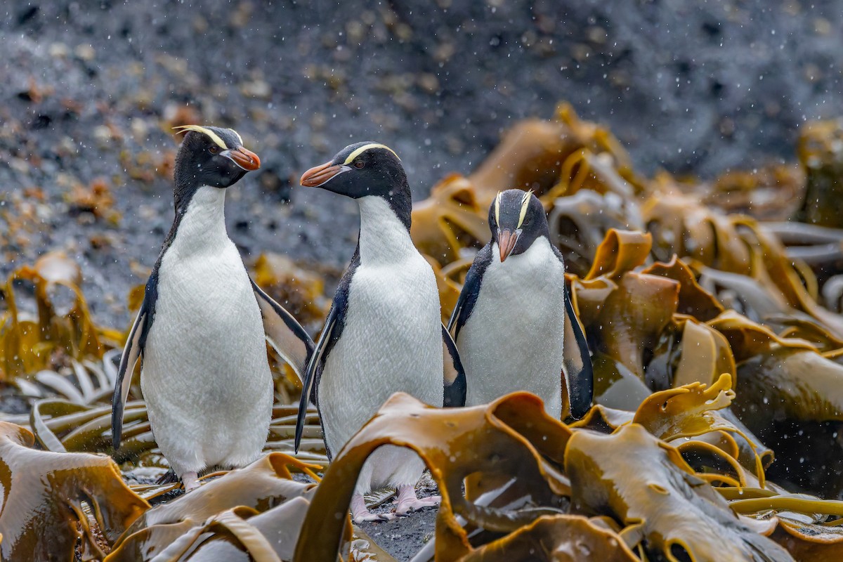 Erect-crested Penguin - ML635976897