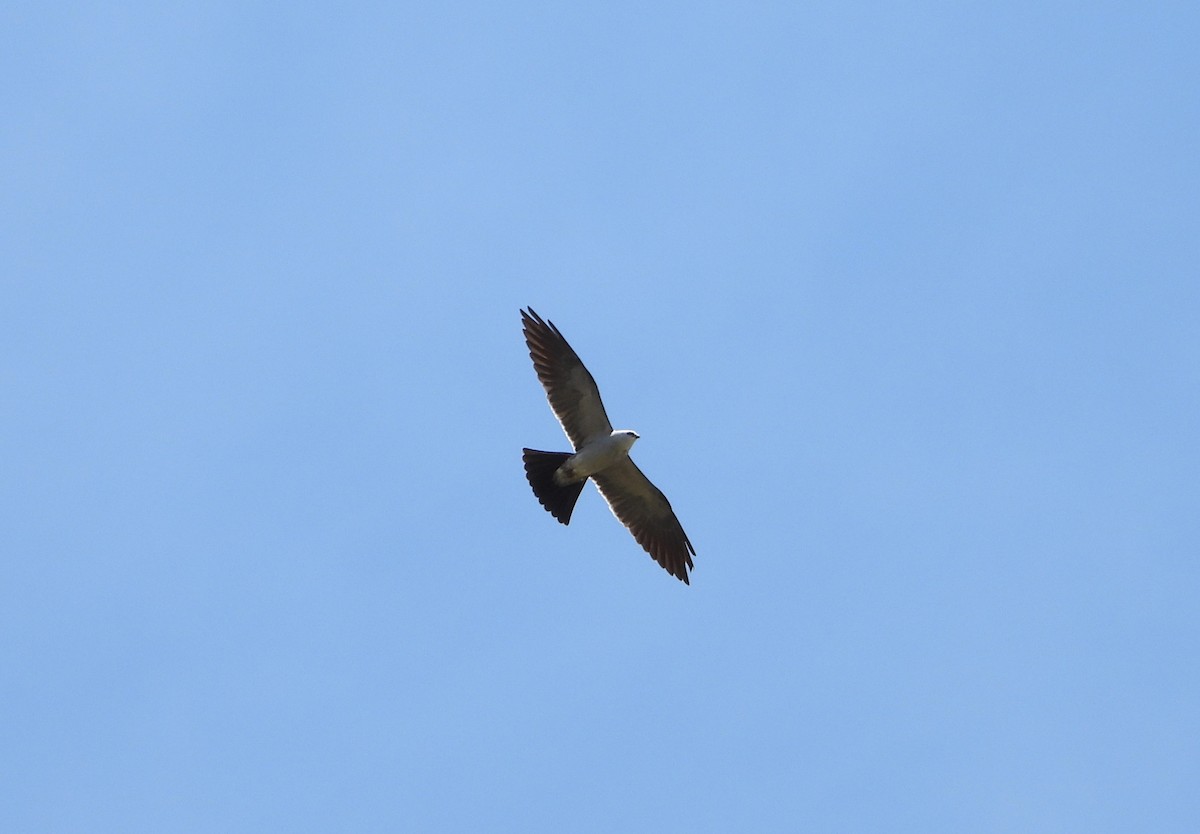 Mississippi Kite - ML635976958