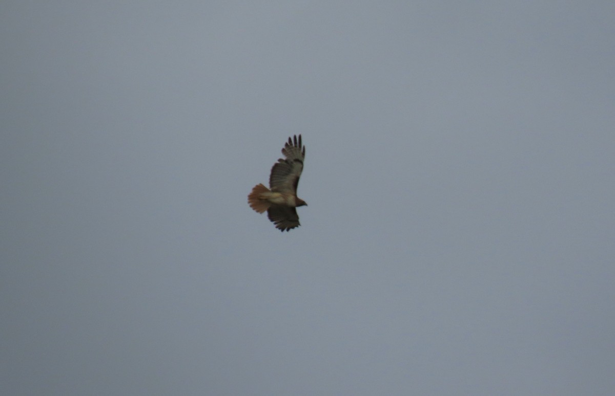 Red-tailed Hawk - ML635977001